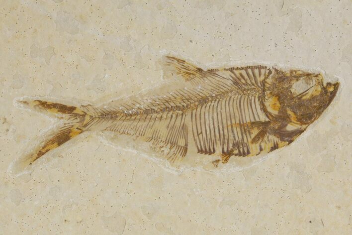 Detailed Fossil Fish (Diplomystus) - Wyoming #318612